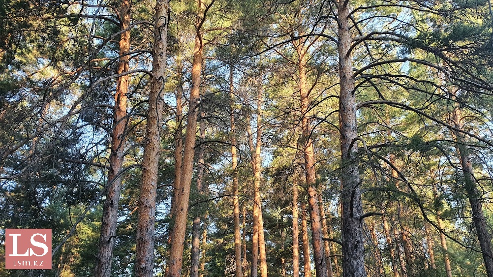 Жалаңаш жігіттер моншада шомылады