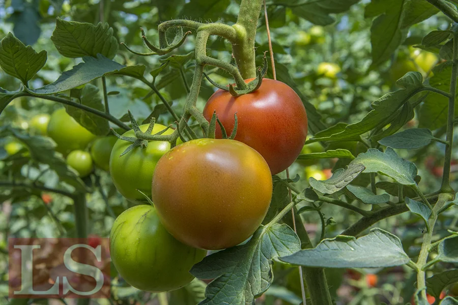 Производство сельхозпродукции в ЕАЭС набирает обороты